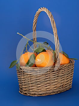 A wicker basket of fresh clementine oranges on a bright blue background.