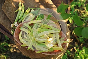 Wicker basket with fresh green beans on wooden chair in garden, top view