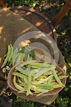 Wicker basket with fresh green beans on wooden chair in garden