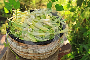 Wicker basket with fresh green beans on wooden stool in garden
