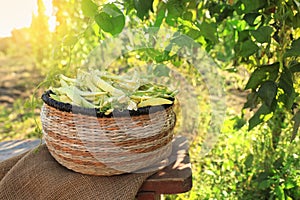 Wicker basket with fresh green beans on wooden stool in garden, space for text