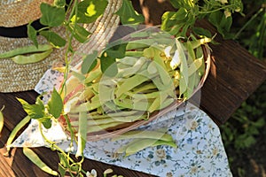 Wicker basket with fresh green beans on wooden table in garden, top view