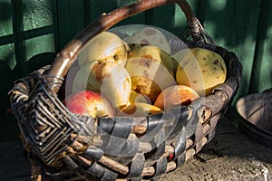 Wicker basket with fresh organic ugly apples background. close up