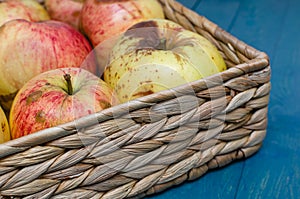 Wicker basket with fresh organic ugly apples on the blue background. close up.