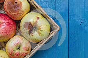 Wicker basket with fresh organic ugly apples on the blue background. horizontal orientation with copy space.