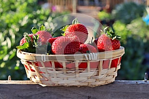 Wicker basket with freshly picked strawberries from the garden