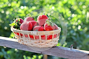 Wicker basket with freshly picked strawberries from the garden