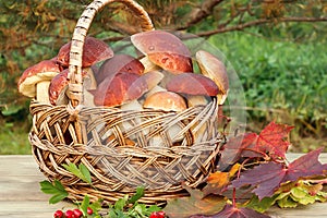 Wicker basket full of Edible forest mushrooms boletus edulis f. pinophilus known as king bolete, penny bun and sep on wooden table photo