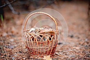 Wicker basket full of edible mushrooms