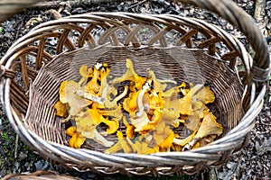 Wicker basket full of fresh raw Chanterelles Cantharellus mushrooms gathered during mushroom hunting in autumn  in Poland