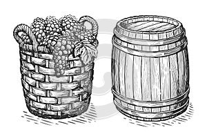 Wicker basket full of grapes, wooden wine barrel in vintage engraving style. Winery vintage sketch illustration