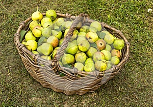 Wicker basket full with pears standing on the grass, fruit, punchbag