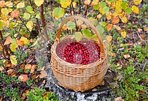 Wicker basket full of red ripe wild lingonberry in autumn forest