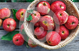 Basket with heap of apple harvest in fall garden