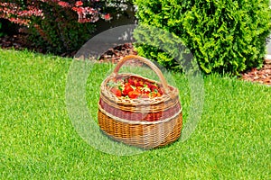 Wicker basket full of ripe garden strawberries on green grass. Fresh home grown strawberry in basket.