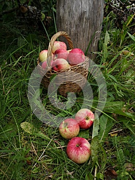 Wicker basket full of ripe red apples and three apples around