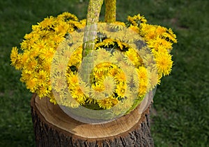 wicker basket full of spring flowers - yellow dandelions against of green grass