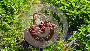 Wicker basket full of strawberries at the strawberry field