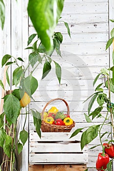 Wicker basket full of sweet colored peppers on the wooden box crate in vegetable garden, growth harvest concept