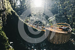 Wicker basket and gloves from chestnut recollection in the forest with backlighting photo