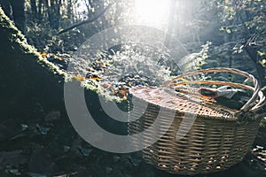 Wicker basket and gloves from chestnut recollection in the forest with backlighting photo