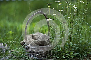 Wicker basket in green grass. Beautiful summer background. Empty background in the camomile field. Container for food before