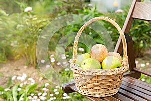 Wicker basket with green and red apples on wooden garden chair. Harvest time. Close-up. Sun flare