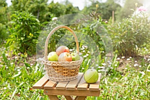 Wicker basket with green and red apples on wooden garden chair. Harvest time. Organic food. Sun flare