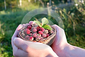 Wicker basket in the hands of a basket of wild strawberries, the background of the forest