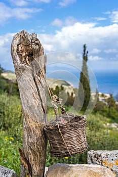 Wicker basket hanged on the old tree trunk