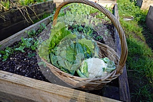 wicker basket with harvest of cruciferous plants, cauliflower, cabbage, romanesco, etc