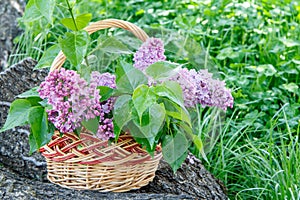 Wicker basket with lilac flowers on trunk of fallen tree with gr
