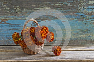 Thanksgiving or autumn holidays greeting card