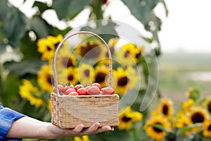 Wicker basket with red cherry tomatoes in a farmer's hand