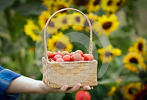 Wicker basket with red cherry tomatoes in a farmer's hand