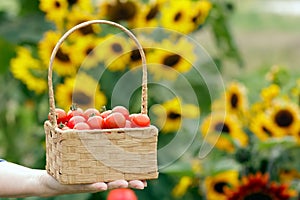 Wicker basket with red cherry tomatoes in a farmer's hand