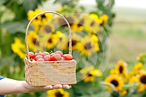 Wicker basket with red cherry tomatoes in a farmer's hand