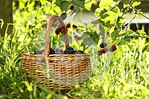 Wicker basket with ripe blackberries on green grass outdoors. Space for text