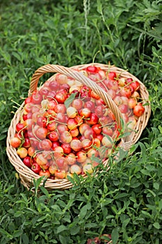 A wicker basket with ripe cherries on the grass in the garden