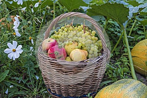 Wicker basket with ripe fruits: apples, pears, grapes