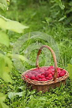 Wicker basket with ripe raspberries on green grass outdoors