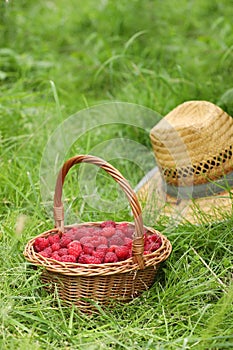 Wicker basket with ripe raspberries and straw hat on green grass outdoors