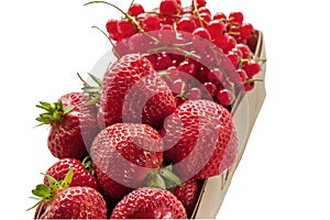 Wicker basket with ripe strawberries and red currants. Close-up. Isolate on white background.