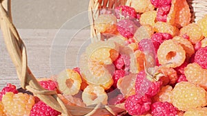 wicker basket and scattered ripe juicy red and yellow raspberries on a wooden table