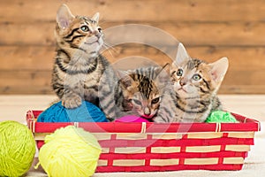 In the wicker basket sit three kittens of the Bengal breed playing
