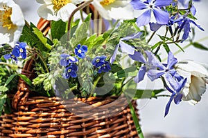 Wicker basket with spring flowers windflower, smell fox, wild blue phlox, threadstalk speedwell