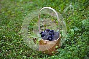 Wicker basket of tasty dewberries or blackberries standing on the green grass at the forest. Harvest and healthy food