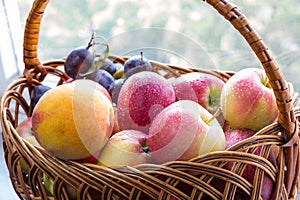 Wicker basket with washed fruits from new harvest in it. Ripe red apples, peach, and plums, water droplets on them.