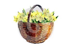 Wicker basket with yellow daffodils flower. Spring Happy Easter concept. Design element for greeting card, easter