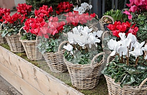Wicker baskets with white and red cyclamen persicum plants in the garden shop